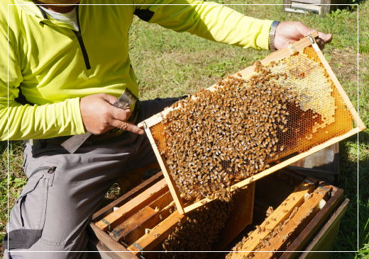 蓼科養蜂のこだわり、私たちは蜂蜜を採取するのに防護服や手袋は一切使いません。